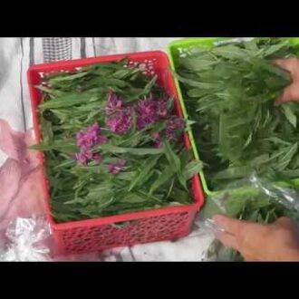 Иван чай лечит бесплодие