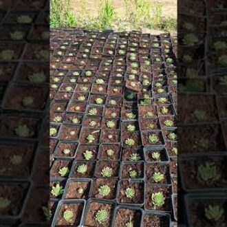 Что такое молодило при бесплодии