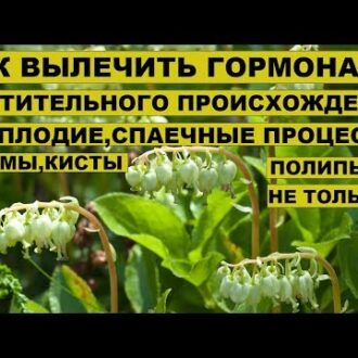 Как пить чистотел при бесплодии