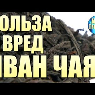 Иван-чай полезные свойства при бесплодии