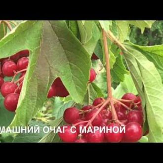 Трава марьям от бесплодия