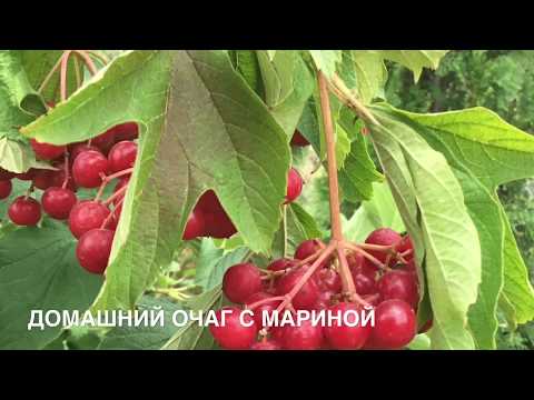 Трава марьям от бесплодия