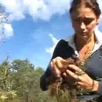 Калган корень и бесплодие