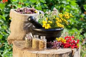 Крапива при бесплодии