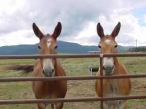 Для преодоления бесплодия межвидового редечно капустного гибрида
