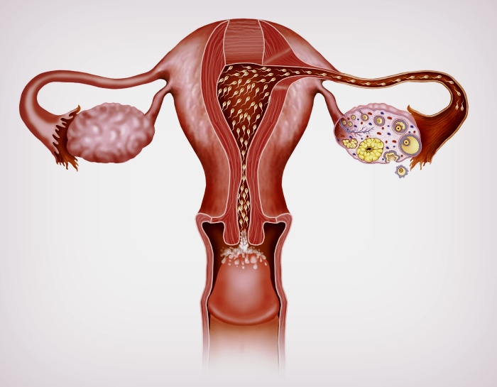 Когда тест покажет беременность при поздней, ранней овуляции?