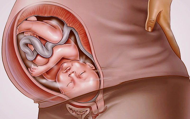 Третий триместр беременности по неделям: как развивается ребенок