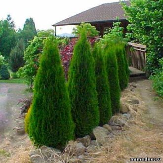 Туя — лечебные свойства