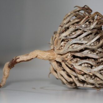 О траве Каф Марьям (Руки Марии)