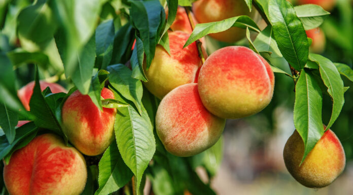 Выбор саженцев фруктовых деревьев: где приобрести хорошие саженцы фруктовых деревьев и на что обратить внимание при их выборе