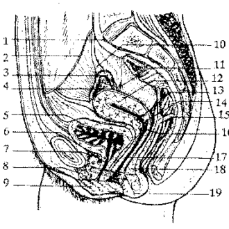 Персональный сайт — ЛФК в гинекологии и акушерстве