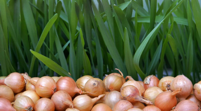 Популярные сорта лука для посадки