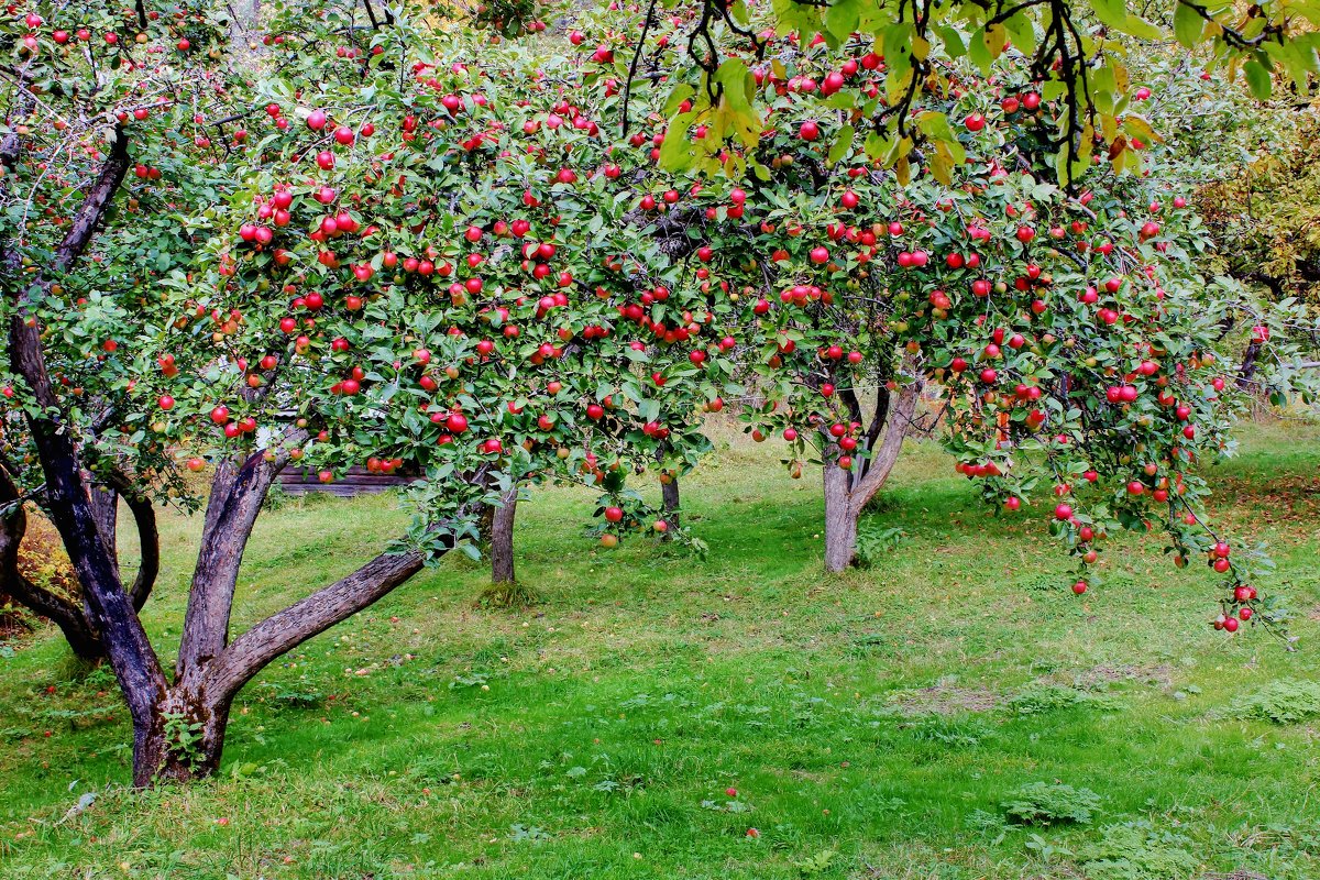 Выбор саженцев фруктовых деревьев: где приобрести хорошие саженцы фруктовых деревьев и на что обратить внимание при их выборе