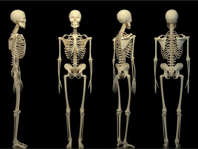 Самая длинная кость в нашем теле — это...
