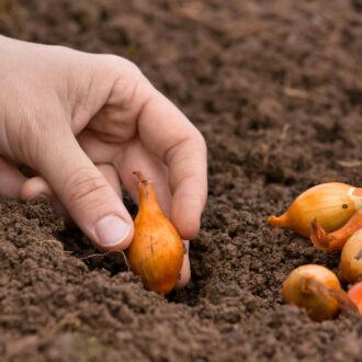 Отличительные особенности озимого лука