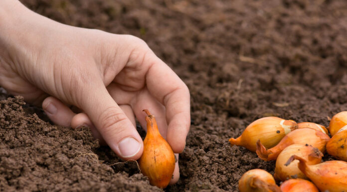 Отличительные особенности озимого лука