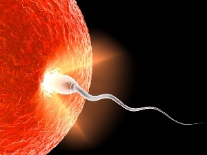 Методы оплодотворения: искусственная инсеминация, ЭКО, ИКСИ, ЗИФТ и ГИФТ