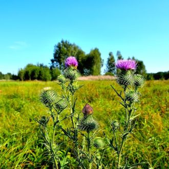 Расторопша с лечении: полезные свойства, разновидности, как ей лечиться