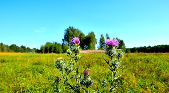 Расторопша с лечении: полезные свойства, разновидности, как ей лечиться