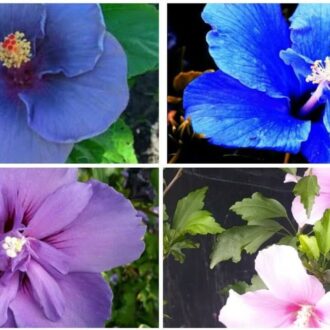 Синий гибискус – мечта, ставшая реальностью