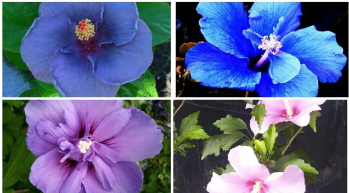 Синий гибискус – мечта, ставшая реальностью