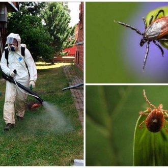 Как избавить свой участок от клещей?