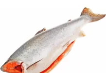 Всё о свежезамороженном лососе: польза, выбор и приготовление