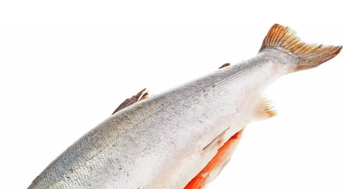 Всё о свежезамороженном лососе: польза, выбор и приготовление