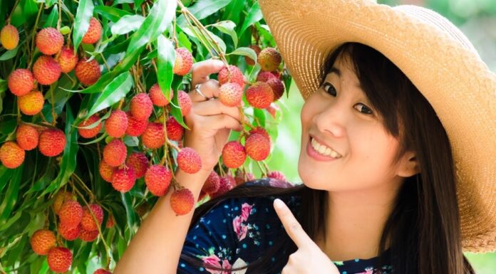 Личи: описание фрукта, полезен ли для здоровья и чем, цена за килограмм сейчас и где можно заказать