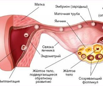 Мультифолликулярные яичники и беременность: как забеременеть