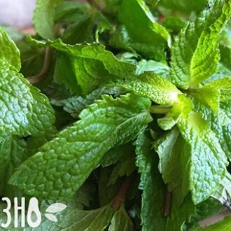 Мята — польза и вред для здоровья женщины, применение, рецепты