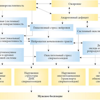 Анализ на инсулинорезистентность при бесплодии