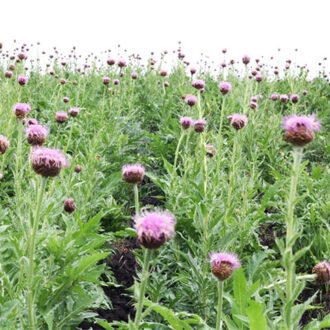 Левзея сафлоровидная: полезные свойства и противопоказания | Препарат Астероид