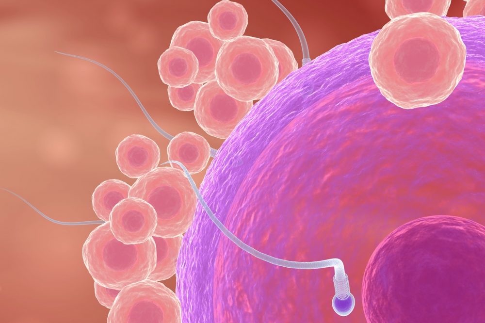 Какова вероятность забеременеть после секса во время овуляции?