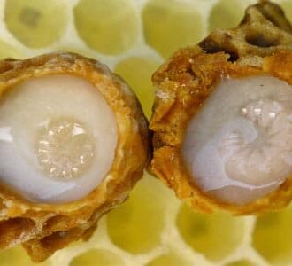 Трутневое молочко в лечении мужского бесплодия