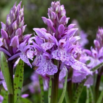 Корни Ятрышника При Бесплодии