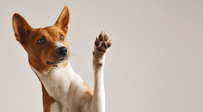 Какие породы собак лучше всего подходят для семей с детьми