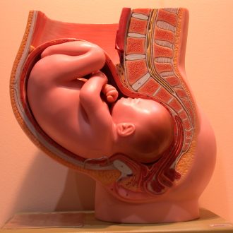 Какой будет шейка матки на ощупь при беременности на раннем сроке?