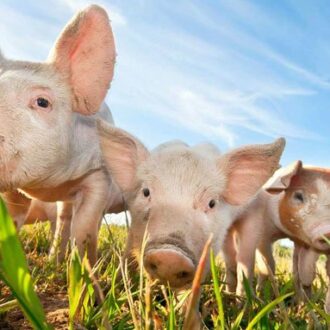 Бесплодие после свинки (паротита), методы лечения, фертильность