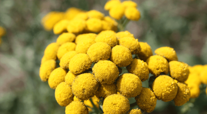 Бессмертник: польза и уникальные свойства растения