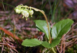 Как помогает боровая матка при зачатии и бесплодии
