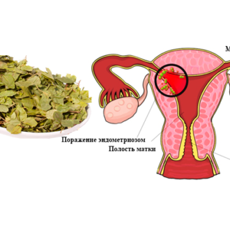 Красная щетка и боровая матка для успешного зачатия: инструкция по применению