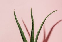 Растение Алоэ Вера: чем полезен сок популярного растения