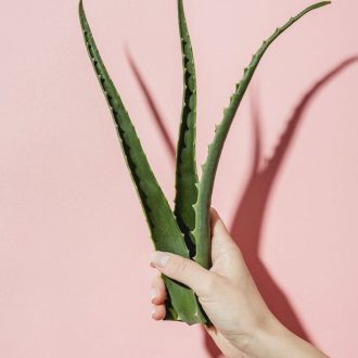 Растение Алоэ Вера: чем полезен сок популярного растения