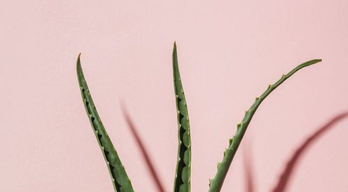 Растение Алоэ Вера: чем полезен сок популярного растения