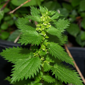 Описание разных видов крапивы