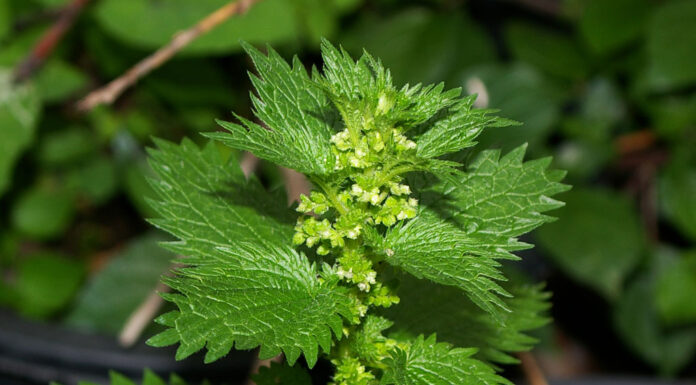 Описание разных видов крапивы