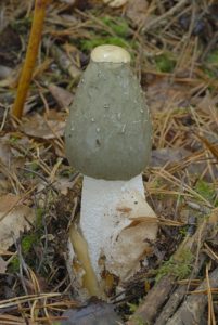 Что лечит гриб веселка обыкновенная | Гриб Весёлка