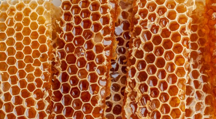 Полезно ли жевать мед в сотах