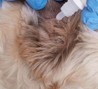 Зачем чистить уши кошкам и собакам — и что будет, если этого не делать?